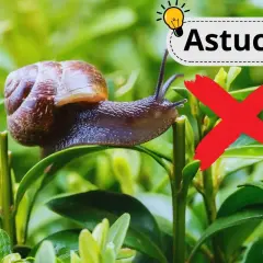 Un escargot sur une feuille verte, avec un "X" rouge et le mot "Astuces". Un remède de grand-mère contre les escargots.