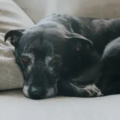 Perro negro mayor descansando en un sofá. Reflexión sobre el precio eutanasia perros.