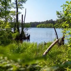 Zielone, bujne brzegi jeziora Dołgie Małe, z widocznymi martwymi drzewami i spokojną wodą.
