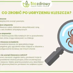 Ugryzienie kleszcza: kiedy do lekarza, aby uniknąć poważnych problemów