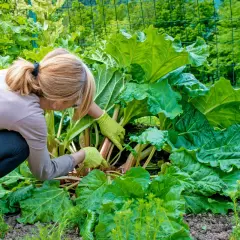Une femme en bottes et gants verts cueille la rhubarbe dans un jardin luxuriant. Le moment idéal pour savoir quand cueillir la rhubarbe est quand les tiges sont bien développées.