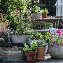 En härlig samling krukor med blommor, inklusive en heliotrop blomma, på en altan.