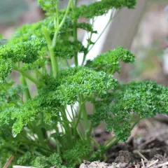 Frisch gewachsene Petersilie, bereit zum Ernten. Das Petersilie pflanzen war erfolgreich und die grünen Blätter wachsen üppig im Garten.
