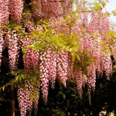 En vacker blåregn pergola med hängande rosa blomklasar. En idyllisk plats att njuta av våren.