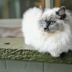 Puszysty kot rasy ragdoll z niebieskimi oczami siedzi na zielonej desce.