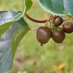 Jak uprawiać kiwi w Polsce - praktyczne porady na każdą porę roku