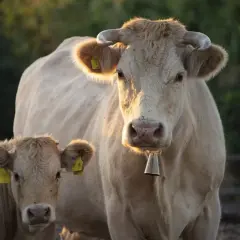 Dwie krowy, matka i cielę, stoją na łące. Ciekawe, ile żyje krowa, gdy ma taką troskliwą mamę.