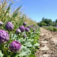 Magnifique plantation d'artichauts pleine terre sous un ciel bleu. Les bourgeons violets promettent une belle récolte.