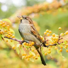 Ein Spatz sitzt auf einem Ast mit gelben Beeren. Er könnte sich fragen, was fressen Spatzen, während er die Früchte betrachtet.