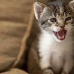 Por qué maullan los gatos y qué significan sus maullidos emocionales