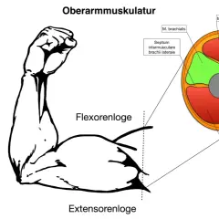 Zeigt Oberarmmuskulatur mit dem M. biceps brachii im Querschnitt. Beschriftet sind Flexoren- und Extensorenloge.