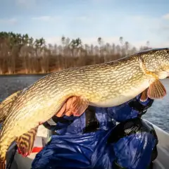 Szczupak złowiony na jeziorze Chańcza, dumnie prezentowany przez wędkarza w łodzi.