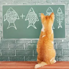 Un gatito naranja mira una pizarra con dibujos de peces y un esqueleto de pez, como si estuviera aprendiendo cómo se comunican los gatos.