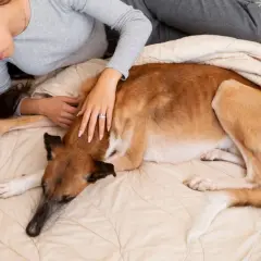 Mujer acaricia a su perro, que parece cansado. Mi perro no quiere comer y solo quiere dormir, acurrucado bajo una manta.