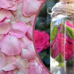 Jak zrobić perfumy z kwiatów? Różane płatki i pąki w butelce, gotowe do stworzenia naturalnego zapachu.