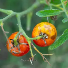 Pomodori acerbi con macchie gialle e marroni, segni di **virosi pomodoro**. Le foglie circostanti sono verdi ma leggermente appassite.