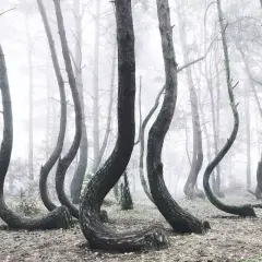 A surreal forest scene with trees bent at the base, creating a whimsical, dancing effect. This tree photography captures the eerie beauty of nature's art.
