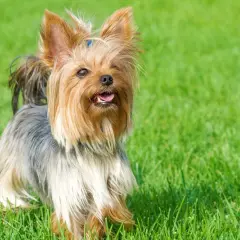 Yorkshire terrier z długą, falującą sierścią, przypominającą grzywę konia fryzyjskiego, wzrostem nie imponuje, ale urokiem tak.