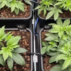 Giovani piante di scrog weed in vasi, pronte per la crescita.