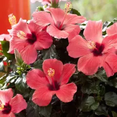 Kilka kwitnących, różowych hibiskusów na tle zielonych liści i czerwonego tła.