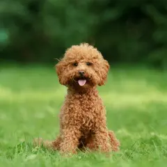 Uroczy, rudy maltipoo dorosły siedzi na zielonej trawie, z językiem na wierzchu, gotowy do zabawy.
