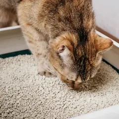 Eine getigerte Katze schnuppert neugierig in einer Katzentoilette. Sie scheint die Textur des Katzenstreus zu untersuchen, vielleicht auf der Suche nach einem Leckerbissen oder einfach nur aus Interesse.