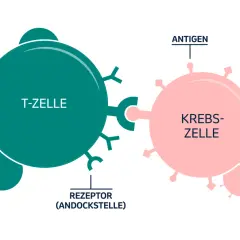 Eine T-Zelle mit Rezeptoren bindet an eine Krebszelle mit Antigenen. Dies ist ein Beispiel dafür, was eine Immuntherapie tun kann: das Immunsystem zur Krebsbekämpfung aktivieren.