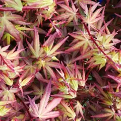Foglie di acero rosso con sfumature verdi e rosa, alcune sembrano mostrare i primi segni di malattie, creando un effetto visivo unico.