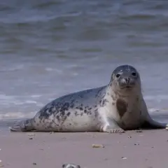Foki nad Bałtykiem gdzie je znaleźć? Najlepsze miejsca i porady
