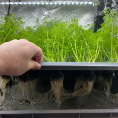En hand inspekterar frodiga, gröna plantor i ett hydroponiskt system. Rötterna hänger ner i vattnet, redo för en hälsosam "french breakfast" av färska örter.