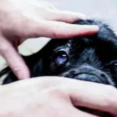 Manos acarician la cabeza de un perro negro con un ojo azulado y nublado. Parece que mi perro se cae de repente, pero solo está siendo examinado.