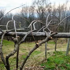 Gros plan sur des branches taillées, prêtes pour la saison prochaine. La taille kiwi a été effectuée sur cette vigne.