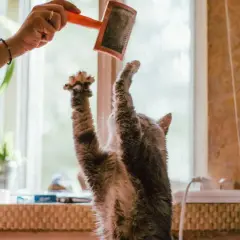 Gato juguetón salta para atrapar un cepillo, ¡cuidado con las bolas de pelo gatos!