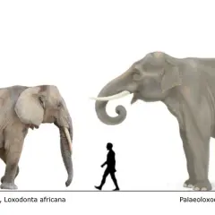 Comparación de tamaño entre un elefante africano y un Palaeoloxodon. ¿Cuánto pesa un elefante? El Palaeoloxodon es mucho más grande.
