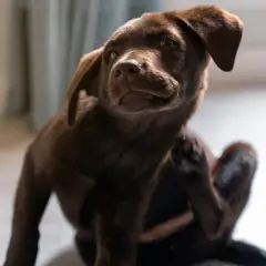 Cachorro chocolate se rasca, recordatorio de cada cuanto se desparasita a un perro para su bienestar.