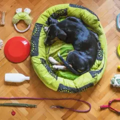 Co kupić dla psa? Od wyprawki po gadżety idealny prezent!