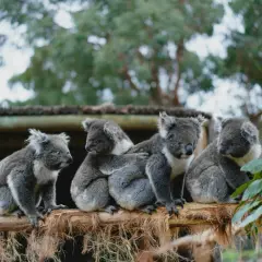 Cztery urocze koale siedzą na gałęzi, tworząc przytulną grupę. Te niezwykłe zwierzęta w Australii są symbolem tego kontynentu.