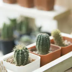 Pequeños cactus en macetas, un ejemplo de como cuidar un cactus: poca agua y mucho sol.