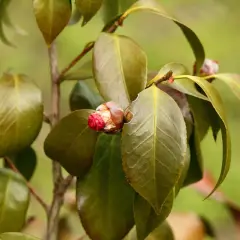 Camélia avec des feuilles marron, signe d'une maladie. Un bouton floral rouge est visible.