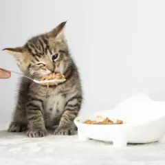 A tiny tabby kitten winks as it eats from a spoon, learning when do kittens start eating food. A white bowl of food sits nearby.