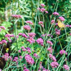 Un papillon butine la verveine de Buenos Aires. Une belle association pour un jardin fleuri.