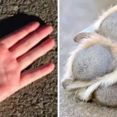 Mano humana sobre asfalto y pata de perro. Aprende cómo proteger las almohadillas de los perros en verano del calor.