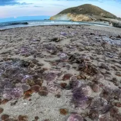 Una playa del Mediterráneo cubierta de medusas. El mar y una montaña al fondo.
