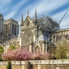 Notre Dame katedralen i Paris, med ställningar och en kran som visar på pågående renovering. Vackra körsbärsträd blommar framför den ikoniska byggnaden.