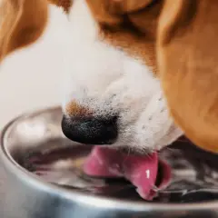 Primer plano de un beagle bebiendo agua con su lengua rosada. Mi perro bebe mucha agua, ¡necesita mantenerse hidratado!