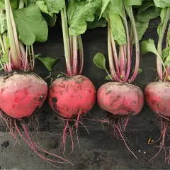 Vier frische rote Bete mit grünen Blättern liegen auf dunklem Holz. Sie fragen sich, wie gesund ist rote Bete? Diese Knollen sind voller Nährstoffe!