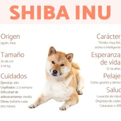 Un Shiba Inu, conocido por su carácter fiel y activo. Información sobre origen, tamaño, cuidados, carácter, esperanza de vida, pelaje y salud.