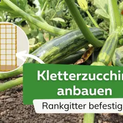 Zucchini brauchen Rankhilfe. Ein Rankgitter ist ideal, um Kletterzucchini anzubauen und zu befestigen.
