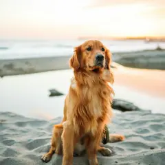 Złocisty golden retriever siedzi na plaży o zachodzie słońca, wpatrując się w morze.