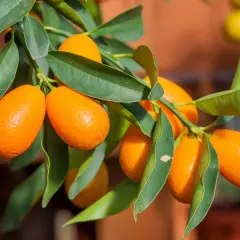 Grappe de kumquats mûrs sur un kumquat arbre, leurs peaux orangées brillantes contrastent avec les feuilles vertes.